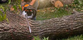  , UT Tree Services Pros